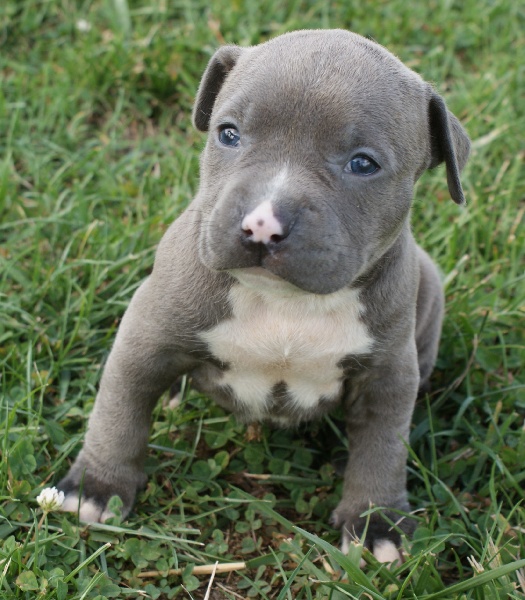 Elevage De La Griffe Du Diamant Bleu Eleveur De Chiens American Staffordshire Terrier